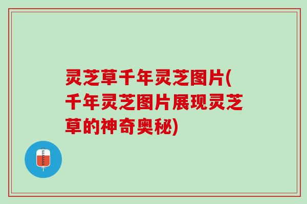 灵芝草千年灵芝图片(千年灵芝图片展现灵芝草的神奇奥秘)