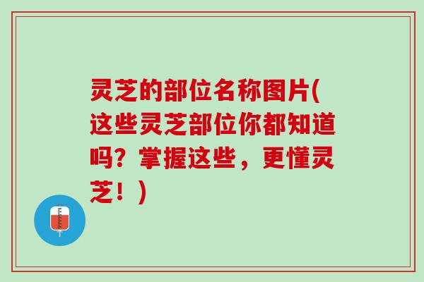 灵芝的部位名称图片(这些灵芝部位你都知道吗？掌握这些，更懂灵芝！)