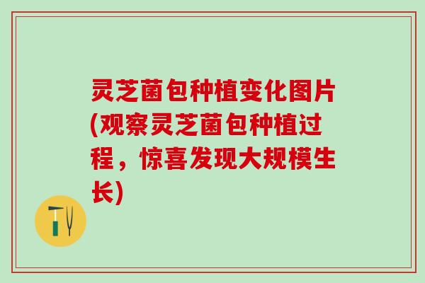 灵芝菌包种植变化图片(观察灵芝菌包种植过程，惊喜发现大规模生长)