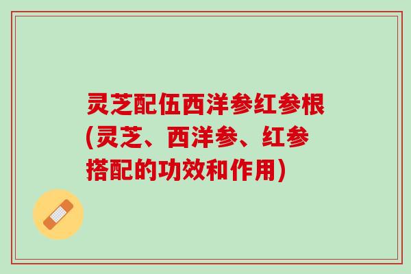 灵芝配伍西洋参红参根(灵芝、西洋参、红参搭配的功效和作用)
