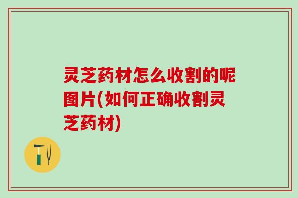 灵芝药材怎么收割的呢图片(如何正确收割灵芝药材)