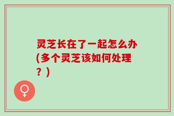 灵芝长在了一起怎么办(多个灵芝该如何处理？)