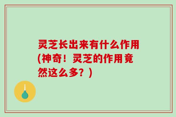 灵芝长出来有什么作用(神奇！灵芝的作用竟然这么多？)