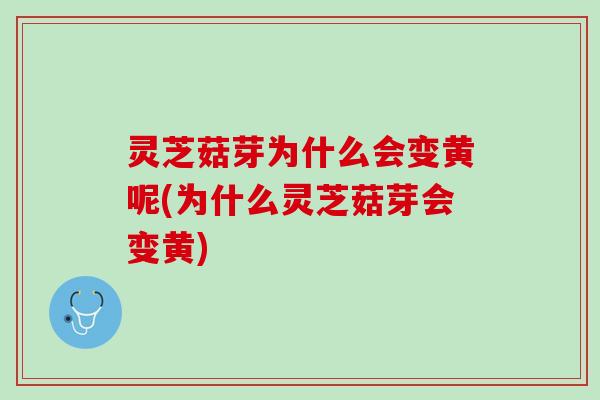灵芝菇芽为什么会变黄呢(为什么灵芝菇芽会变黄)