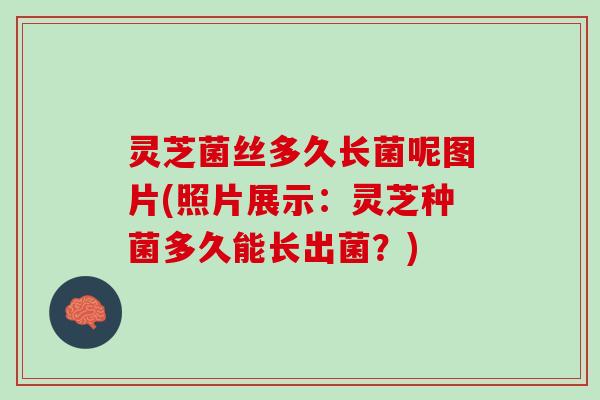灵芝菌丝多久长菌呢图片(照片展示：灵芝种菌多久能长出菌？)