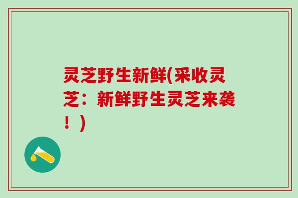 灵芝野生新鲜(采收灵芝：新鲜野生灵芝来袭！)