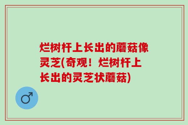烂树杆上长出的蘑菇像灵芝(奇观！烂树杆上长出的灵芝状蘑菇)