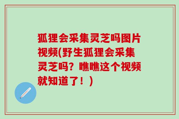 狐狸会采集灵芝吗图片视频(野生狐狸会采集灵芝吗？瞧瞧这个视频就知道了！)