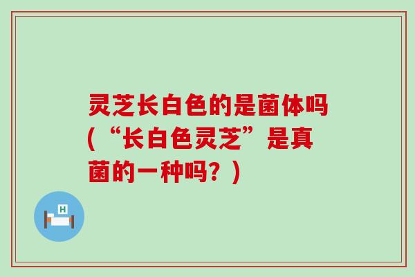灵芝长白色的是菌体吗(“长白色灵芝”是真菌的一种吗？)