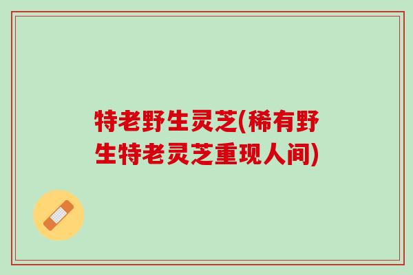 特老野生灵芝(稀有野生特老灵芝重现人间)