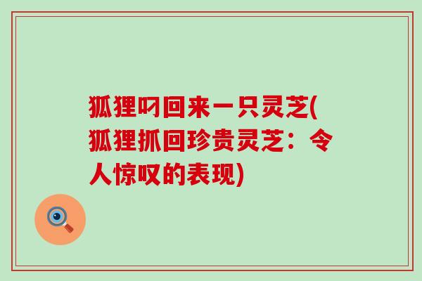 狐狸叼回来一只灵芝(狐狸抓回珍贵灵芝：令人惊叹的表现)