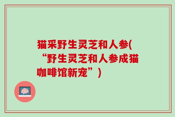 猫采野生灵芝和人参(“野生灵芝和人参成猫咖啡馆新宠”)