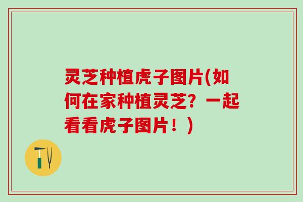 灵芝种植虎子图片(如何在家种植灵芝？一起看看虎子图片！)