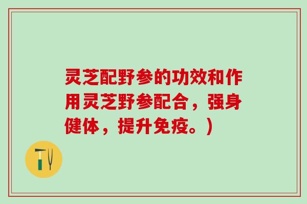 灵芝配野参的功效和作用灵芝野参配合，强身健体，提升免疫。)