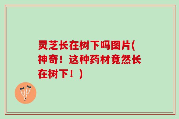 灵芝长在树下吗图片(神奇！这种药材竟然长在树下！)