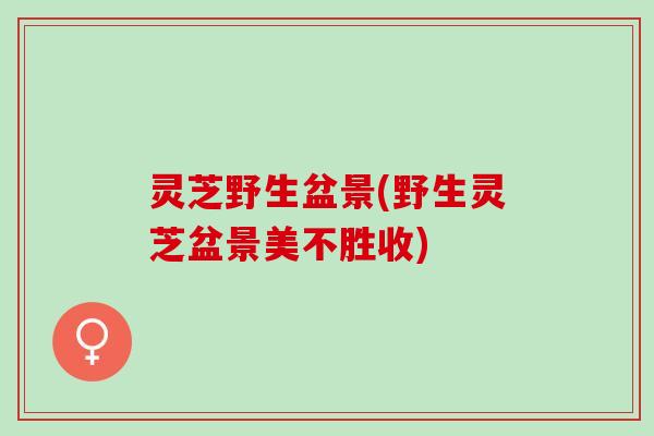 灵芝野生盆景(野生灵芝盆景美不胜收)