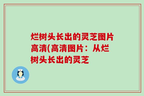 烂树头长出的灵芝图片高清(高清图片：从烂树头长出的灵芝