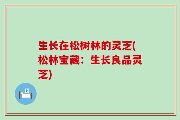 生长在松树林的灵芝(松林宝藏：生长良品灵芝)