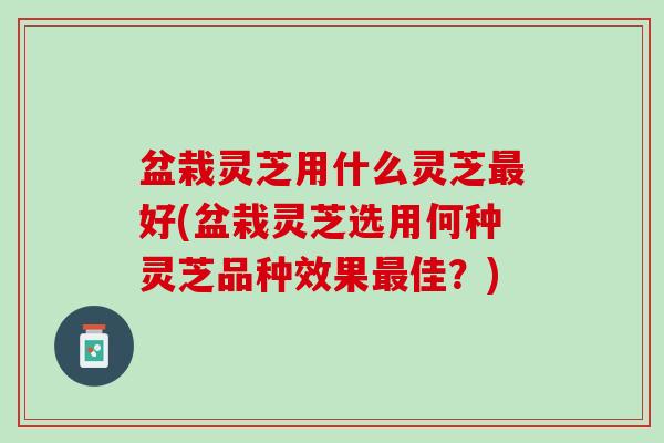 盆栽灵芝用什么灵芝最好(盆栽灵芝选用何种灵芝品种效果最佳？)