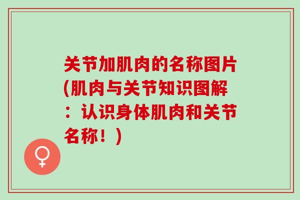 关节加肌肉的名称图片(肌肉与关节知识图解：认识身体肌肉和关节名称！)