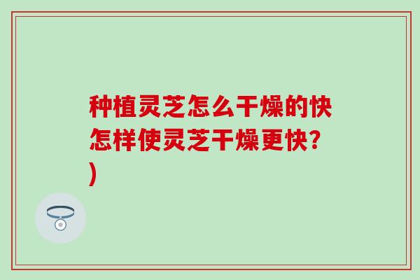 种植灵芝怎么干燥的快怎样使灵芝干燥更快？)