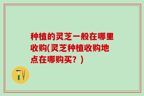 种植的灵芝一般在哪里收购(灵芝种植收购地点在哪购买？)