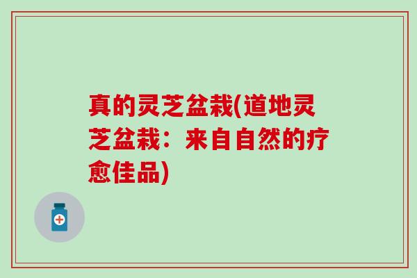 真的灵芝盆栽(道地灵芝盆栽：来自自然的疗愈佳品)