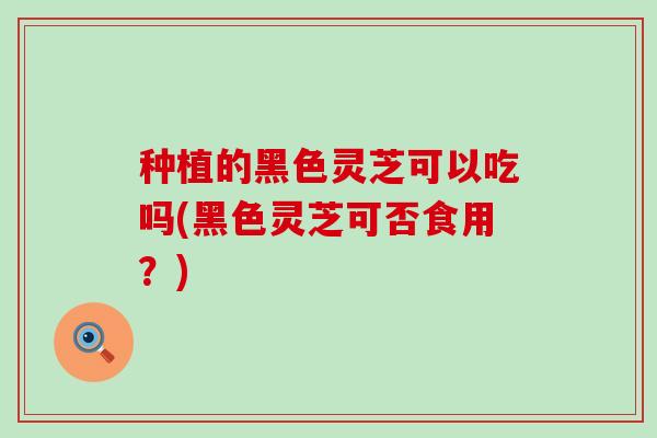 种植的黑色灵芝可以吃吗(黑色灵芝可否食用？)