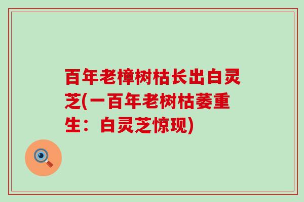 百年老樟树枯长出白灵芝(一百年老树枯萎重生：白灵芝惊现)