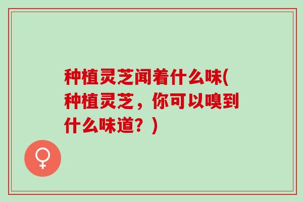 种植灵芝闻着什么味(种植灵芝，你可以嗅到什么味道？)