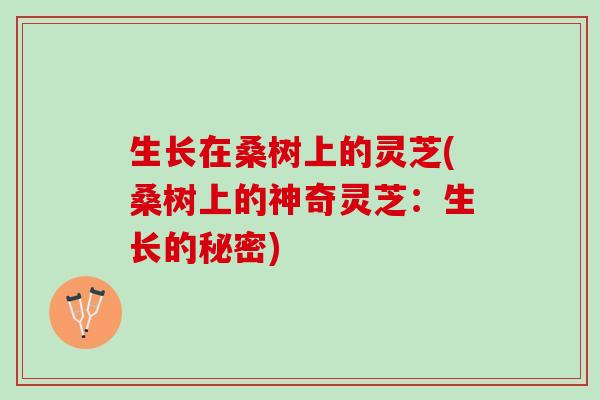 生长在桑树上的灵芝(桑树上的神奇灵芝：生长的秘密)