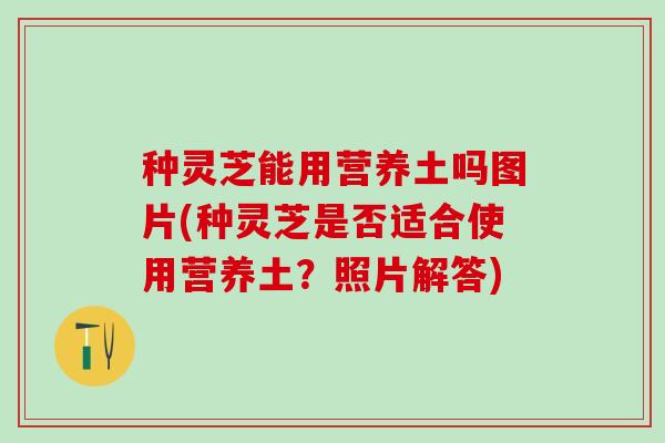 种灵芝能用营养土吗图片(种灵芝是否适合使用营养土？照片解答)