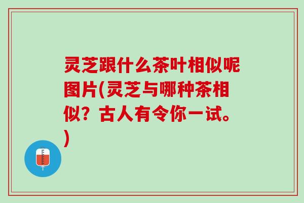 灵芝跟什么茶叶相似呢图片(灵芝与哪种茶相似？古人有令你一试。)