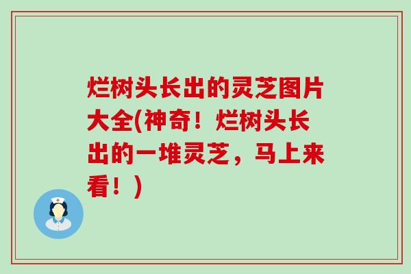 烂树头长出的灵芝图片大全(神奇！烂树头长出的一堆灵芝，马上来看！)