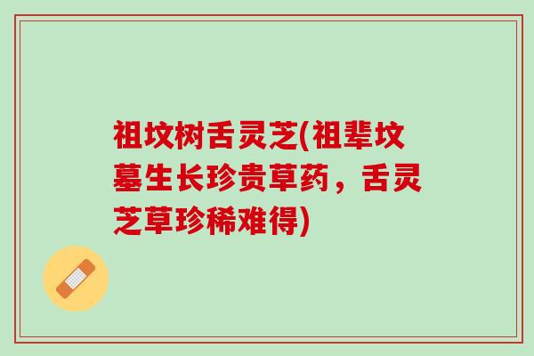 祖坟树舌灵芝(祖辈坟墓生长珍贵草药，舌灵芝草珍稀难得)