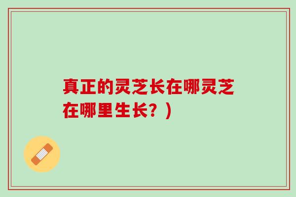 真正的灵芝长在哪灵芝在哪里生长？)