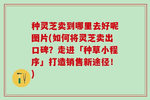 种灵芝卖到哪里去好呢图片(如何将灵芝卖出口碑？走进「种草小程序」打造销售新途径！)