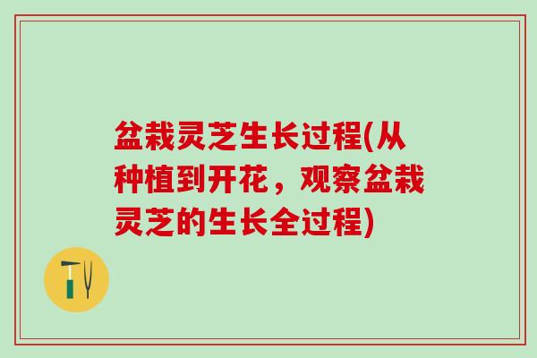 盆栽灵芝生长过程(从种植到开花，观察盆栽灵芝的生长全过程)