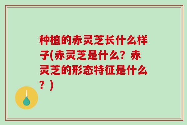 种植的赤灵芝长什么样子(赤灵芝是什么？赤灵芝的形态特征是什么？)