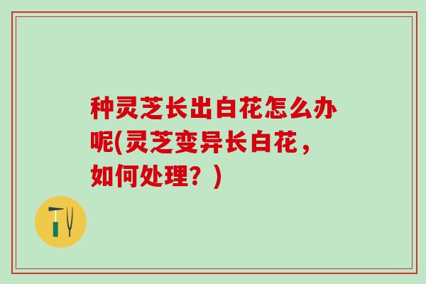 种灵芝长出白花怎么办呢(灵芝变异长白花，如何处理？)
