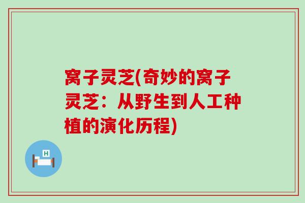 窝子灵芝(奇妙的窝子灵芝：从野生到人工种植的演化历程)