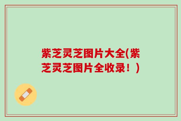 紫芝灵芝图片大全(紫芝灵芝图片全收录！)