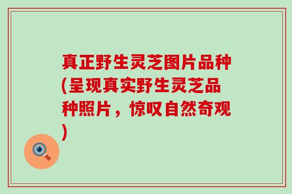 真正野生灵芝图片品种(呈现真实野生灵芝品种照片，惊叹自然奇观)
