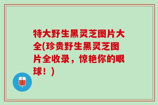 特大野生黑灵芝图片大全(珍贵野生黑灵芝图片全收录，惊艳你的眼球！)