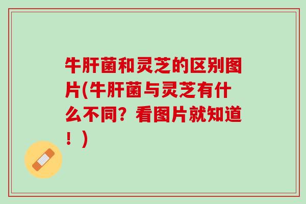 牛肝菌和灵芝的区别图片(牛肝菌与灵芝有什么不同？看图片就知道！)