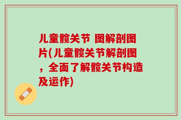 儿童髋关节 图解剖图片(儿童髋关节解剖图，全面了解髋关节构造及运作)