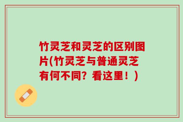 竹灵芝和灵芝的区别图片(竹灵芝与普通灵芝有何不同？看这里！)