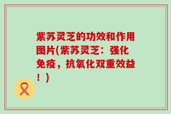 紫苏灵芝的功效和作用图片(紫苏灵芝：强化免疫，抗氧化双重效益！)