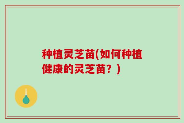 种植灵芝苗(如何种植健康的灵芝苗？)