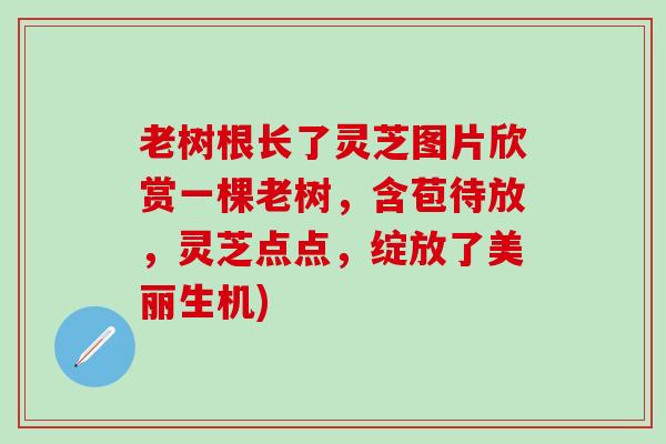 老树根长了灵芝图片欣赏一棵老树，含苞待放，灵芝点点，绽放了美丽生机)
